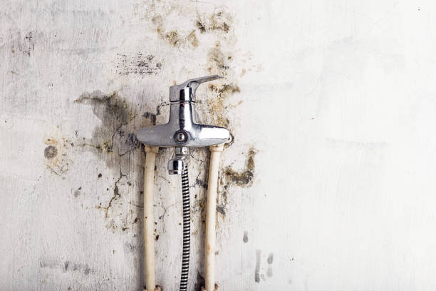 Best Water Damage Restoration  in New Paleste, IN