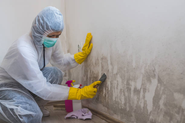 Best Certified Mold Removal  in New Paleste, IN