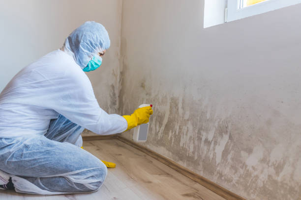 Crawl Space Mold Removal in New Palestine, IN