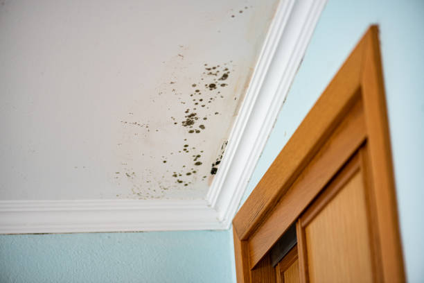 Best Certified Mold Removal  in New Paleste, IN