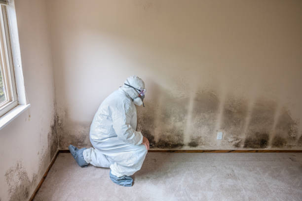 Best Same-Day Mold Removal  in New Paleste, IN
