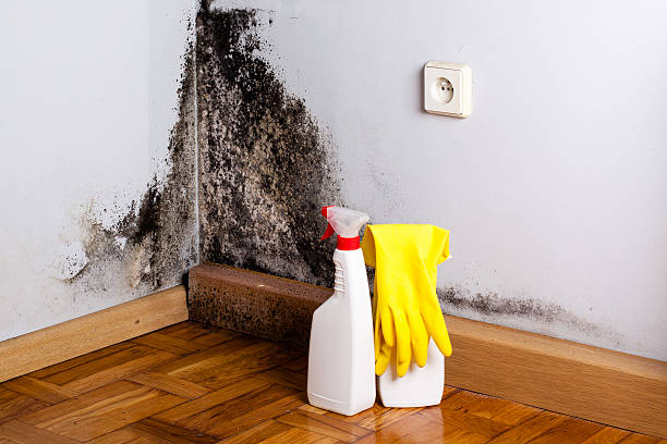 Best Toxic Mold Removal  in New Paleste, IN