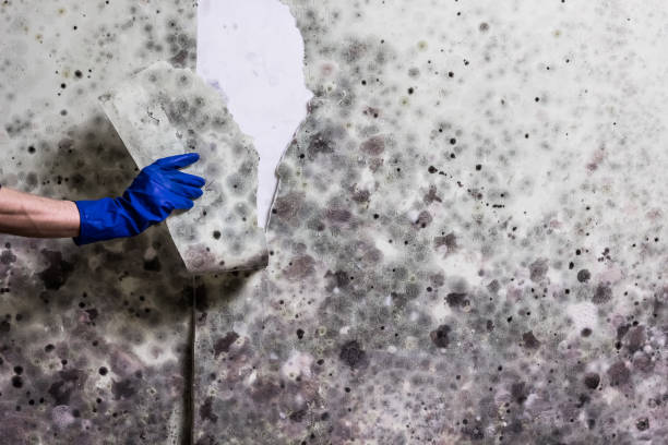 Best Attic Mold Removal  in New Paleste, IN